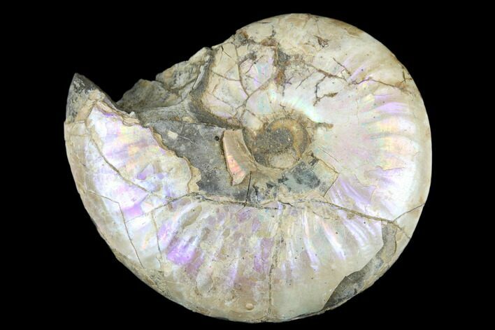 Iridescent Silver Ammonite (Beudanticeras) Fossil - Canada #180830